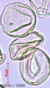 ISEM 1/Lozanella_enantiophylla_29445/Lozanella_enantiophylla_29445_0001(copy)_thumb.jpg